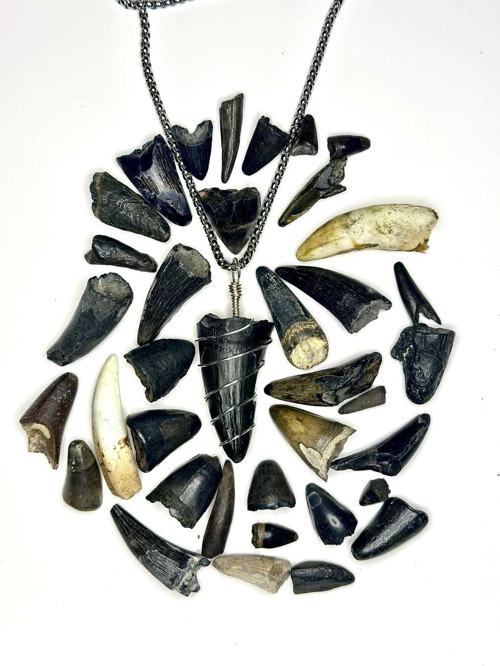 Fossilized Alligator Tooth Necklace