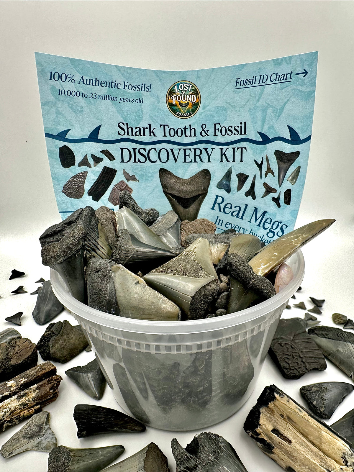 A shark tooth and fossil discovery kit in a clear plastic tub, with a light blue instruction card behind it and scattered fossil teeth around the base on a white surface.