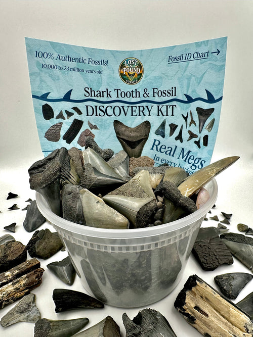 A shark tooth and fossil discovery kit in a clear plastic tub, with a light blue instruction card behind it and scattered fossil teeth around the base on a white surface.