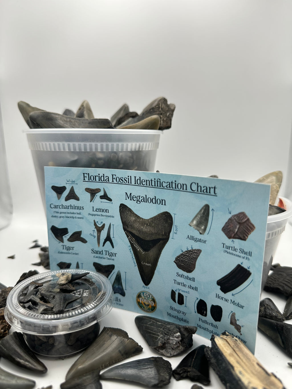 A Florida Fossil Identification Chart card displayed on a white surface, surrounded by various fossil teeth and shell fragments, with some samples stored in small clear plastic jars and a larger container in the background.