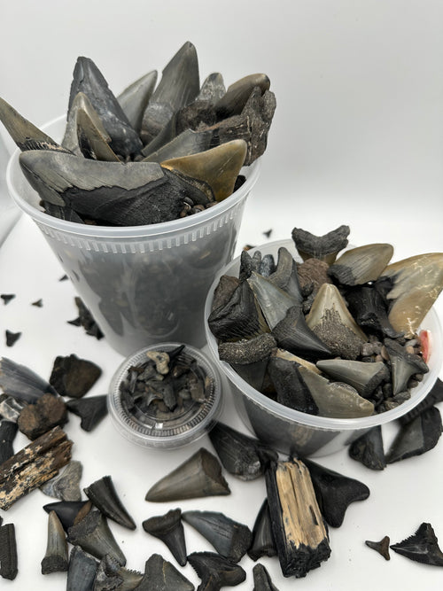  Shark Tooth & Fossil Discovery Kit