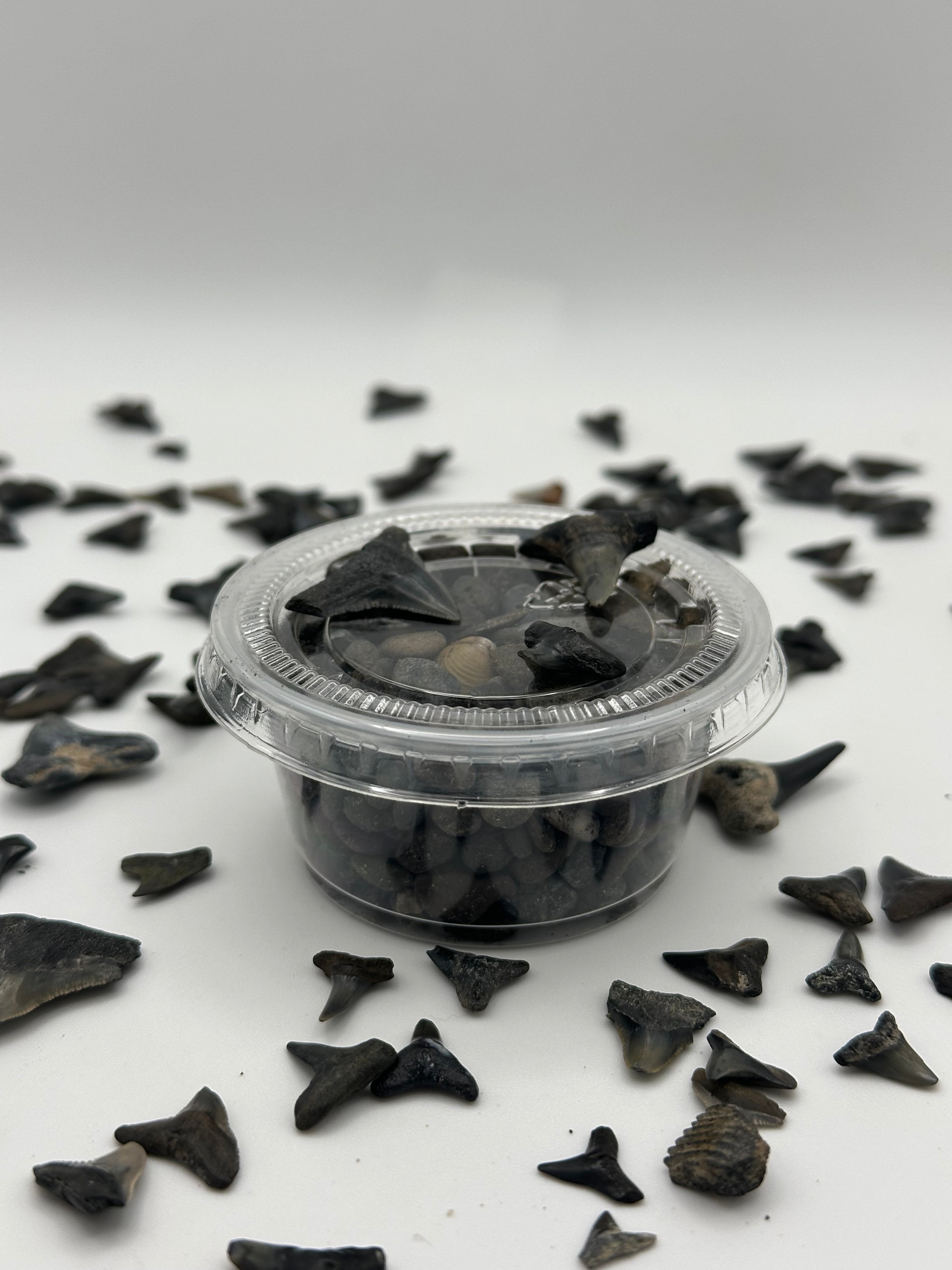 (5 pack) 2 oz Shark Tooth & Fossil Discovery Kit