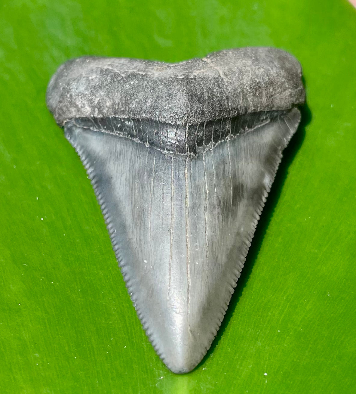 Fossilized shark tooth on a green leaf