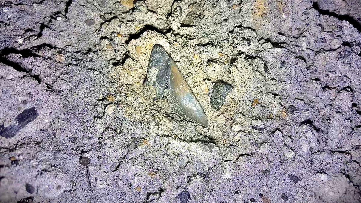 meg tooth in dirt