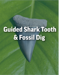 6 hour Guided Shark Tooth & Fossil Dig
