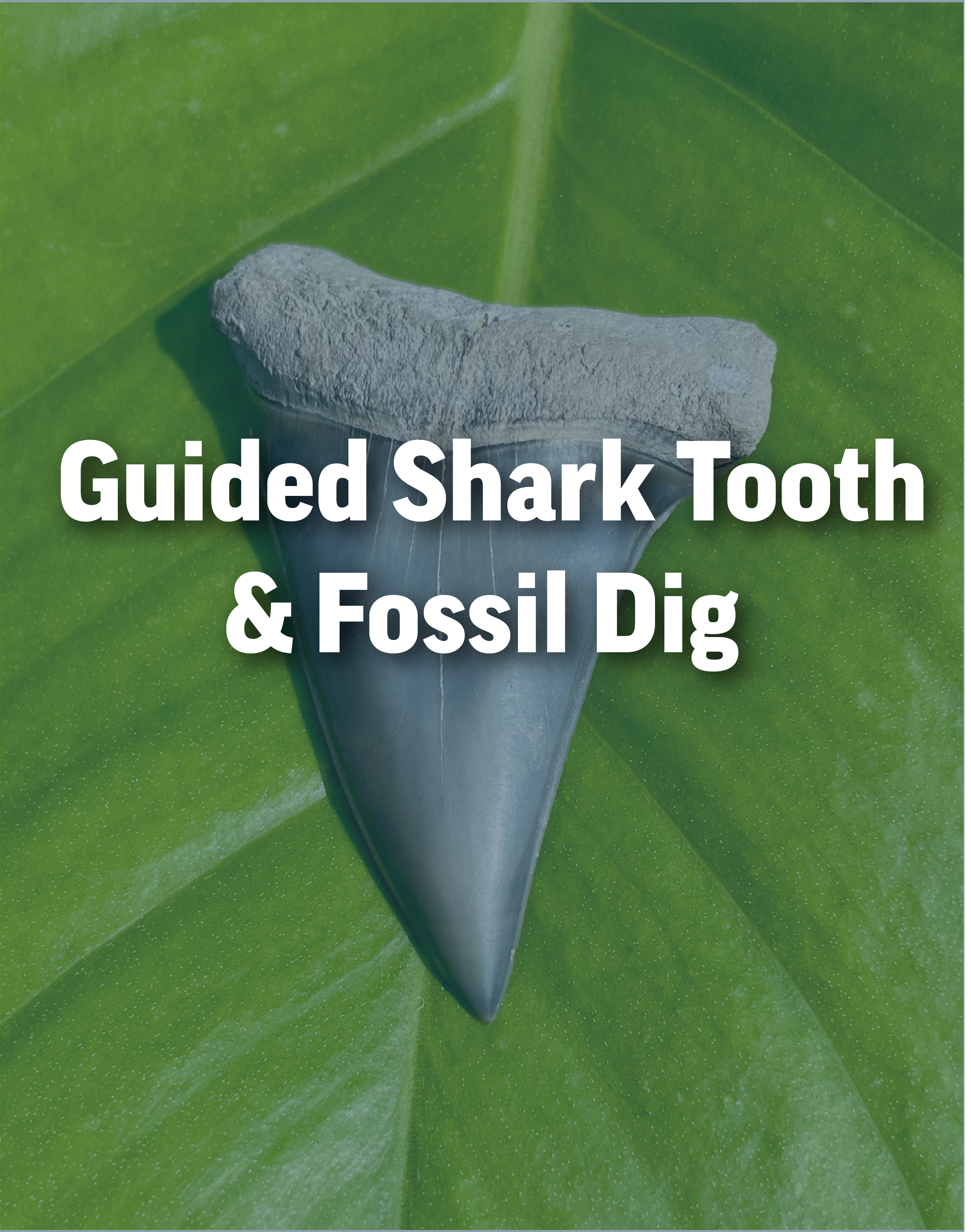 6 hour Guided Shark Tooth & Fossil Dig